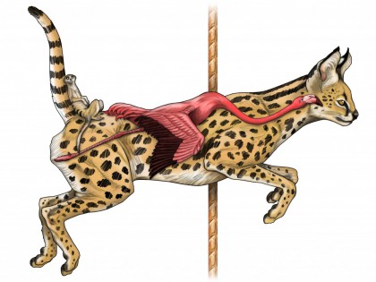 Zulu, the African Serval